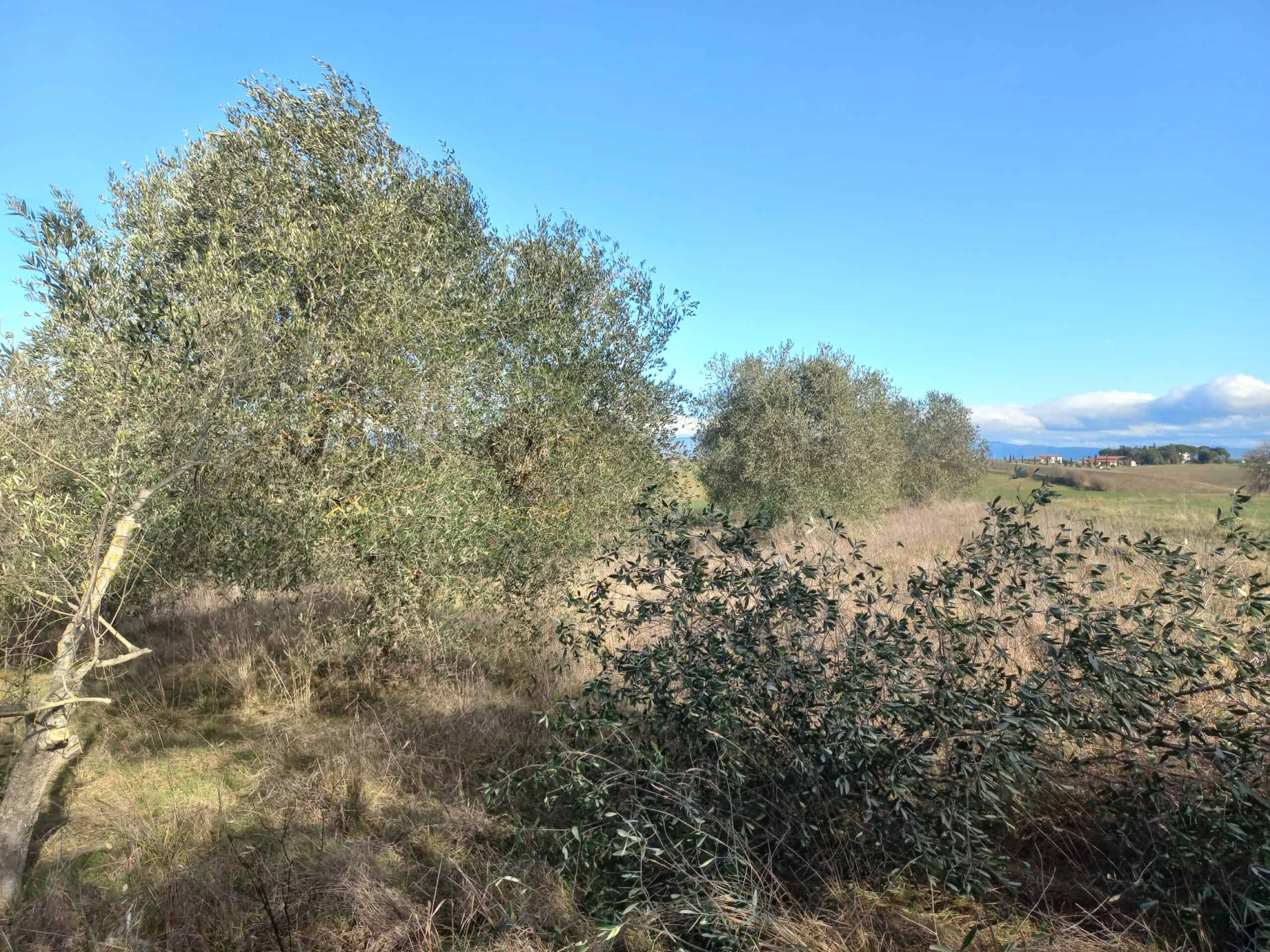 Potatura di un oliveto biologico