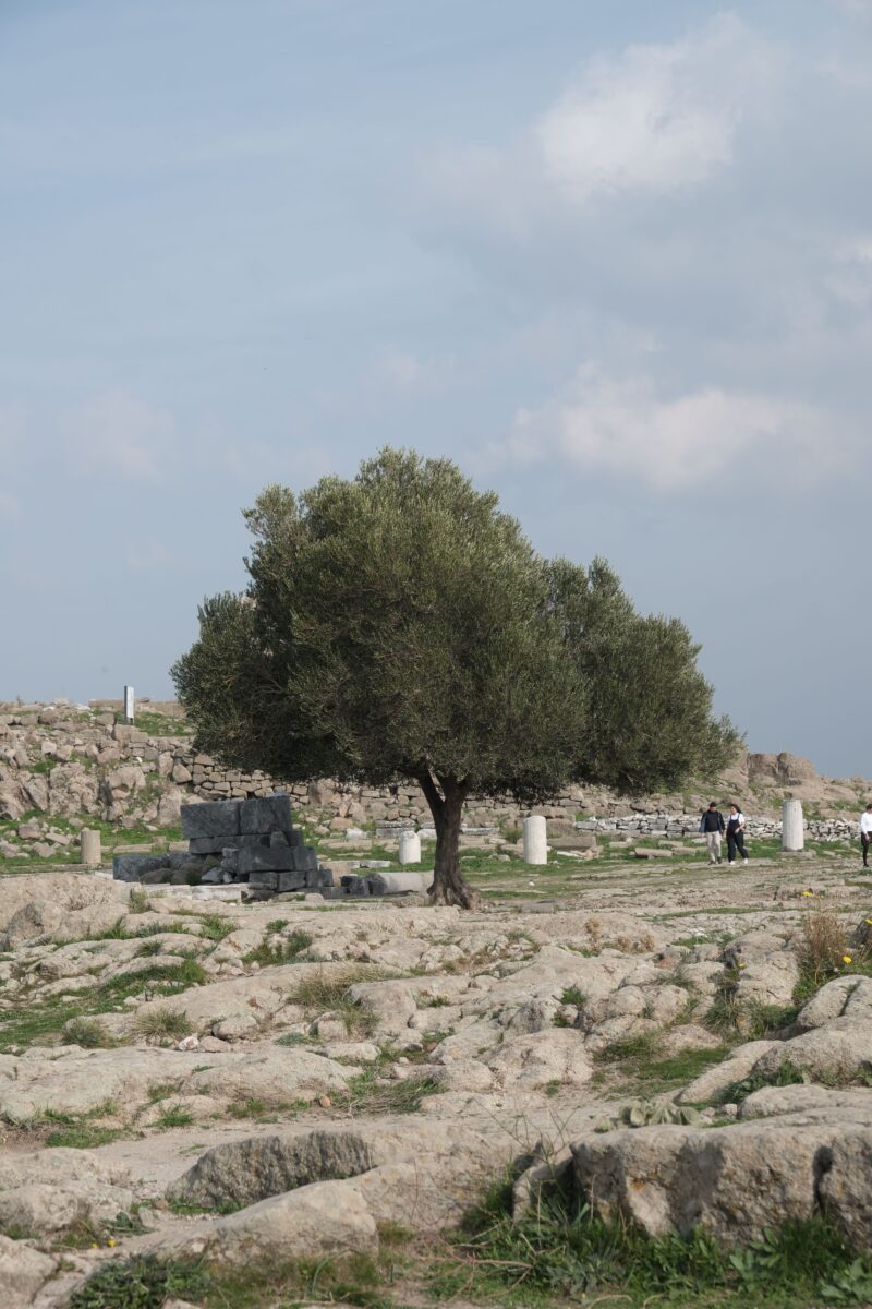 Olive tree stands amidst ancient ruins in Bergama, İzmir, Türkiye, offering a touch of nature.